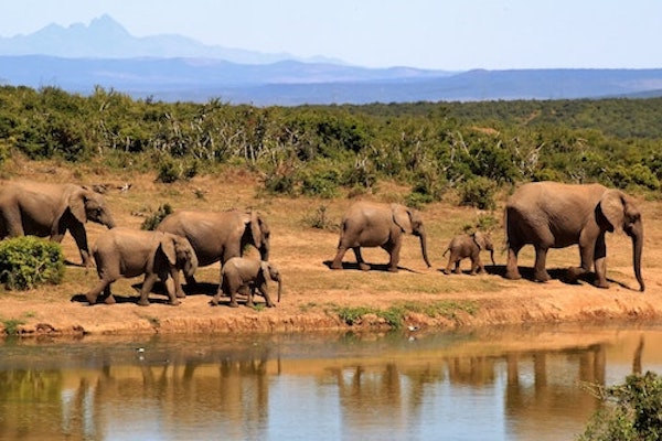 kudu safaris