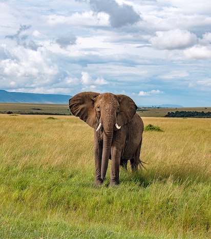 Tsavo East National Park