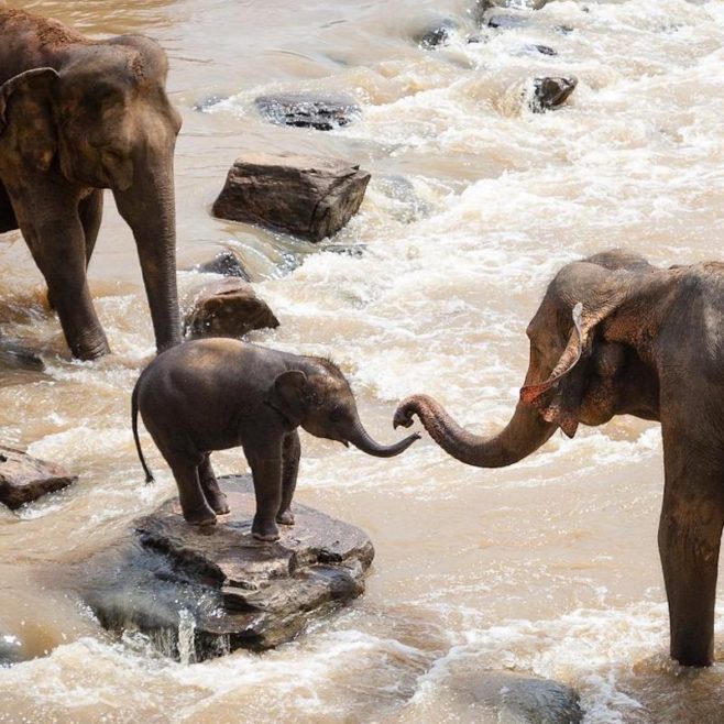 Safari Tsavo East Kenya