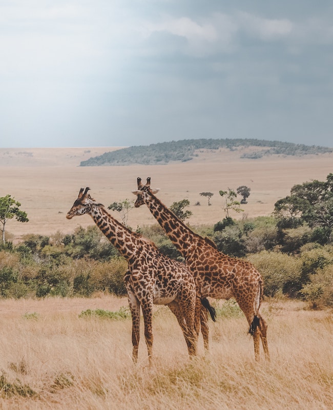 Safari at Tsavo East National Park