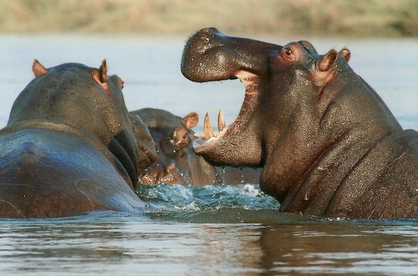 Tsavo East National Park