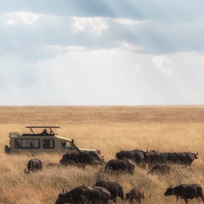 Safari Tsavo East Kenya