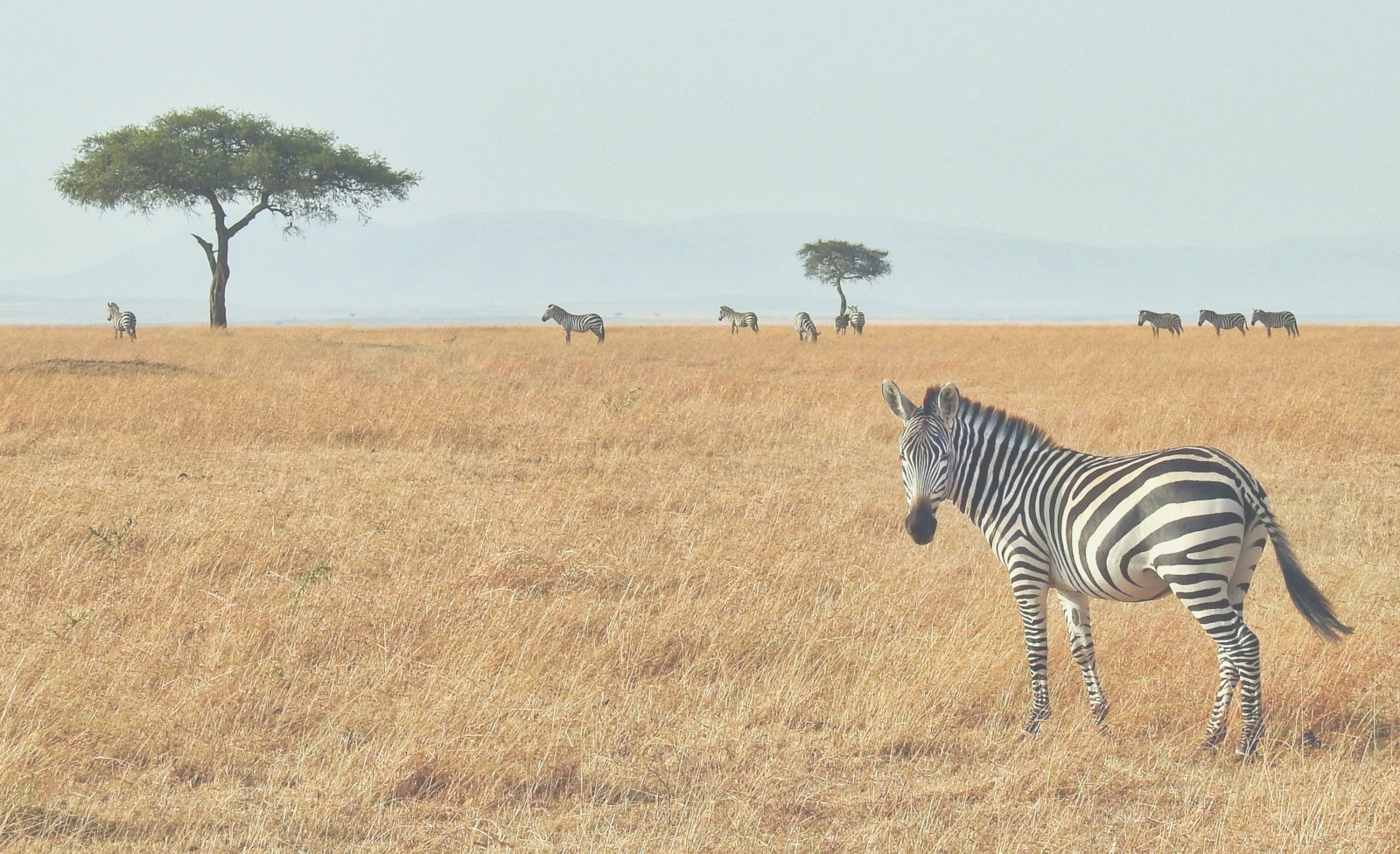 Kudu Safari Camp Wild Luxury Experience Tsavo East